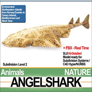 Angelshark Squatina Squatina
