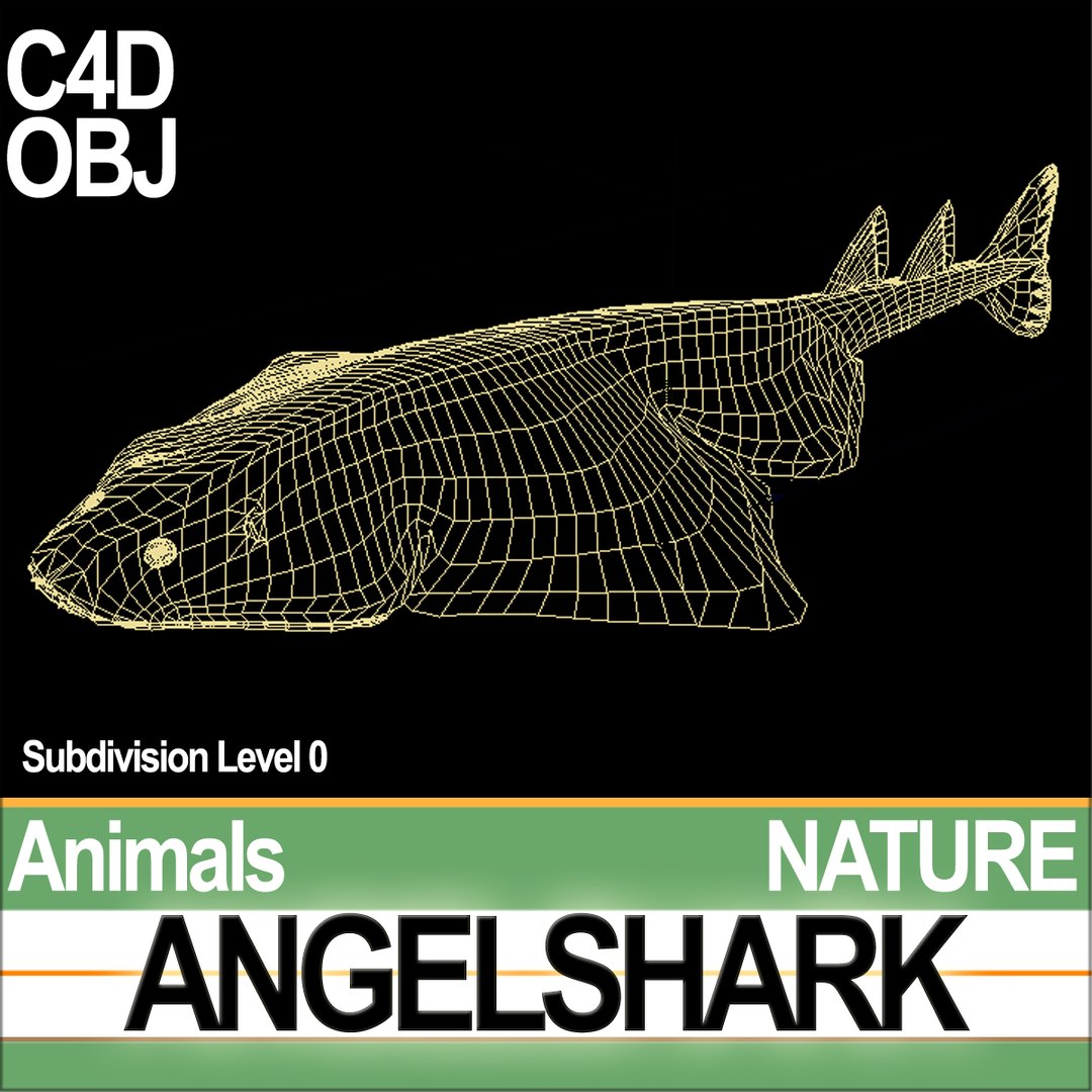 3ds angelshark squatina https://p.turbosquid.com/ts-thumb/8a/yf5CKr/pa/natureangelsharkc1/jpg/1692804050/1920x1080/fit_q87/cd3ece8299060c61dda3604406d05120c589706a/natureangelsharkc1.jpg