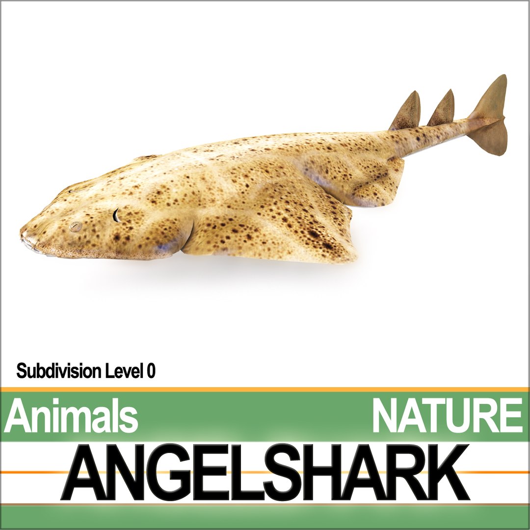 3ds angelshark squatina https://p.turbosquid.com/ts-thumb/8a/yf5CKr/qj/natureangelsharkb1/jpg/1692804035/1920x1080/fit_q87/84c523626fc9d443c08c0057ca24e8461f7d6eda/natureangelsharkb1.jpg