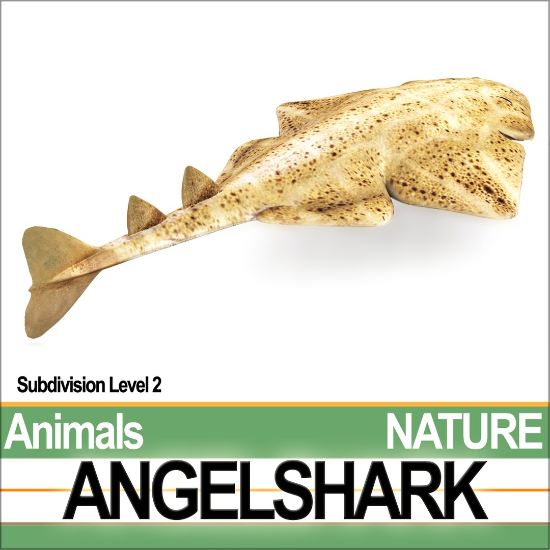 3ds angelshark squatina https://p.turbosquid.com/ts-thumb/8a/yf5CKr/xx/natureangelsharka4/jpg/1692804004/1920x1080/fit_q87/636eacbf8b004ce34a3c38c52e185d937b45dae4/natureangelsharka4.jpg