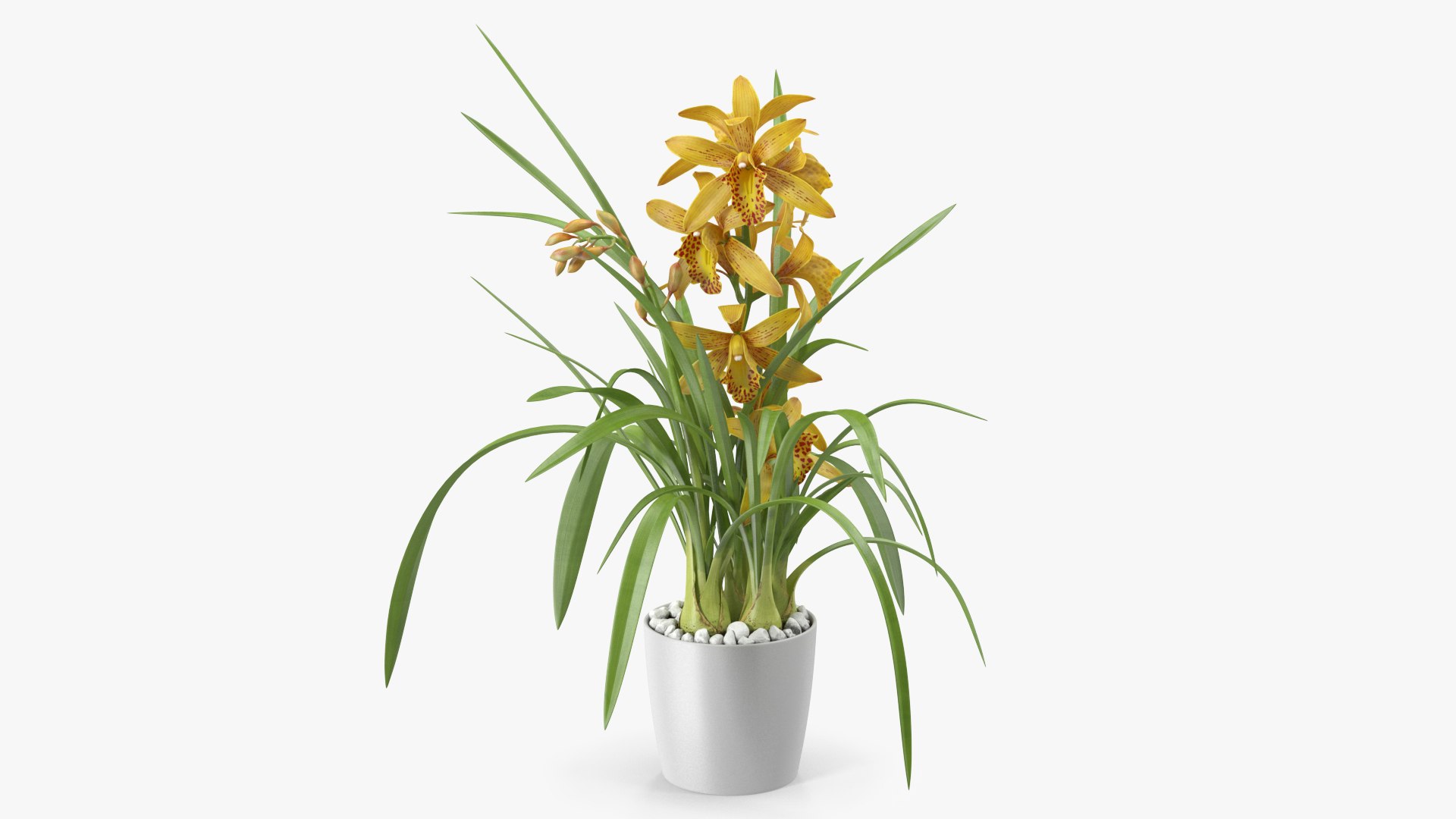 Yellow Orchid Pot 3D model preview