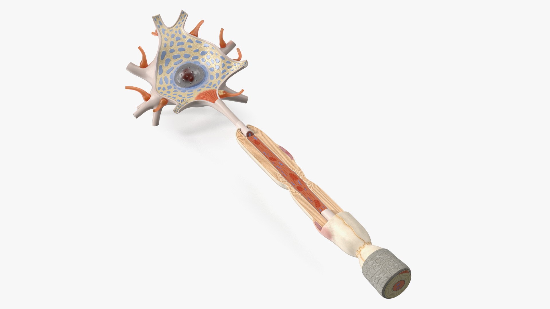 Human Brain Neuron Cross-Section Plastic 3D model preview