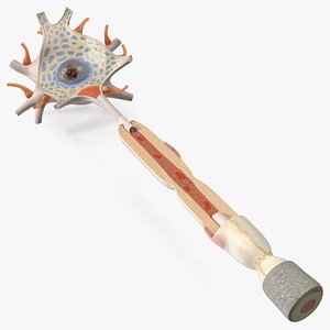 Human Brain Neuron Cross-Section Plastic