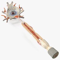 Human Brain Neuron Cross-Section Plastic