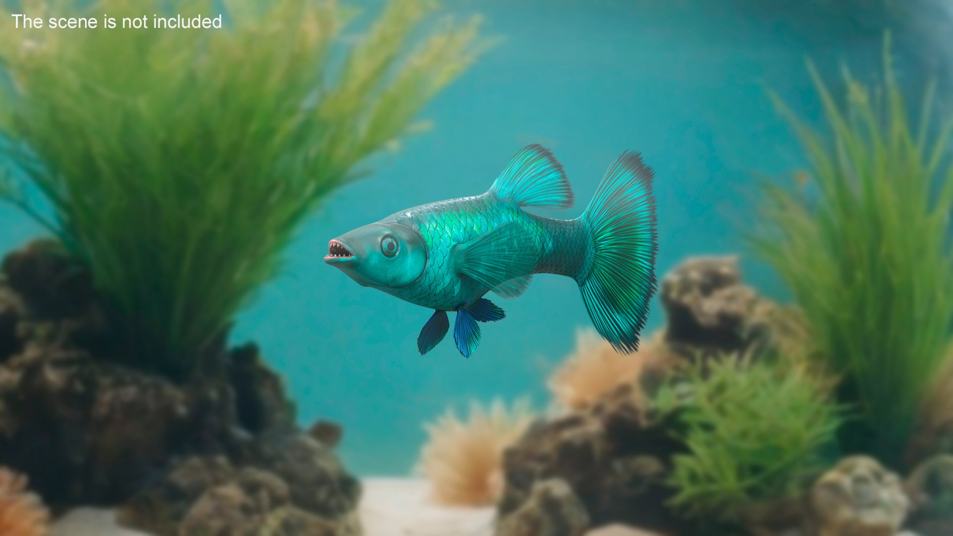 3D model Guppy Fish Malachite Rigged https://p.turbosquid.com/ts-thumb/8b/SCgIMp/I4/guppyfishmalachiterigged3dsmodel008/jpg/1723804708/1920x1080/fit_q87/9d008766bd7aec10d174a5c5265bf1ecdb8c5a83/guppyfishmalachiterigged3dsmodel008.jpg