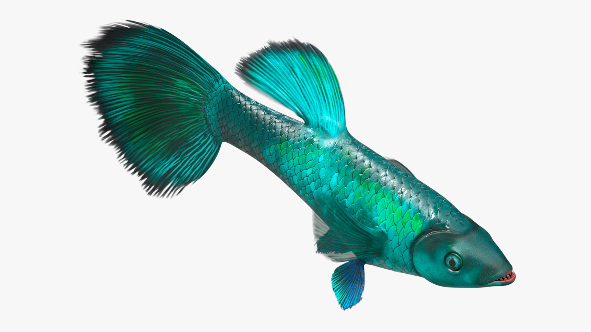 3D model Guppy Fish Malachite Rigged https://p.turbosquid.com/ts-thumb/8b/SCgIMp/NJ/guppyfishmalachiterigged3dsmodel014/jpg/1723804721/1920x1080/fit_q87/c354603cf446e62b4d22d43c3901cc006f7a354a/guppyfishmalachiterigged3dsmodel014.jpg