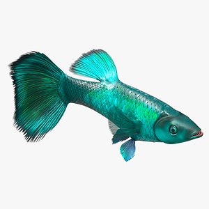 3D model Guppy Fish Malachite Rigged