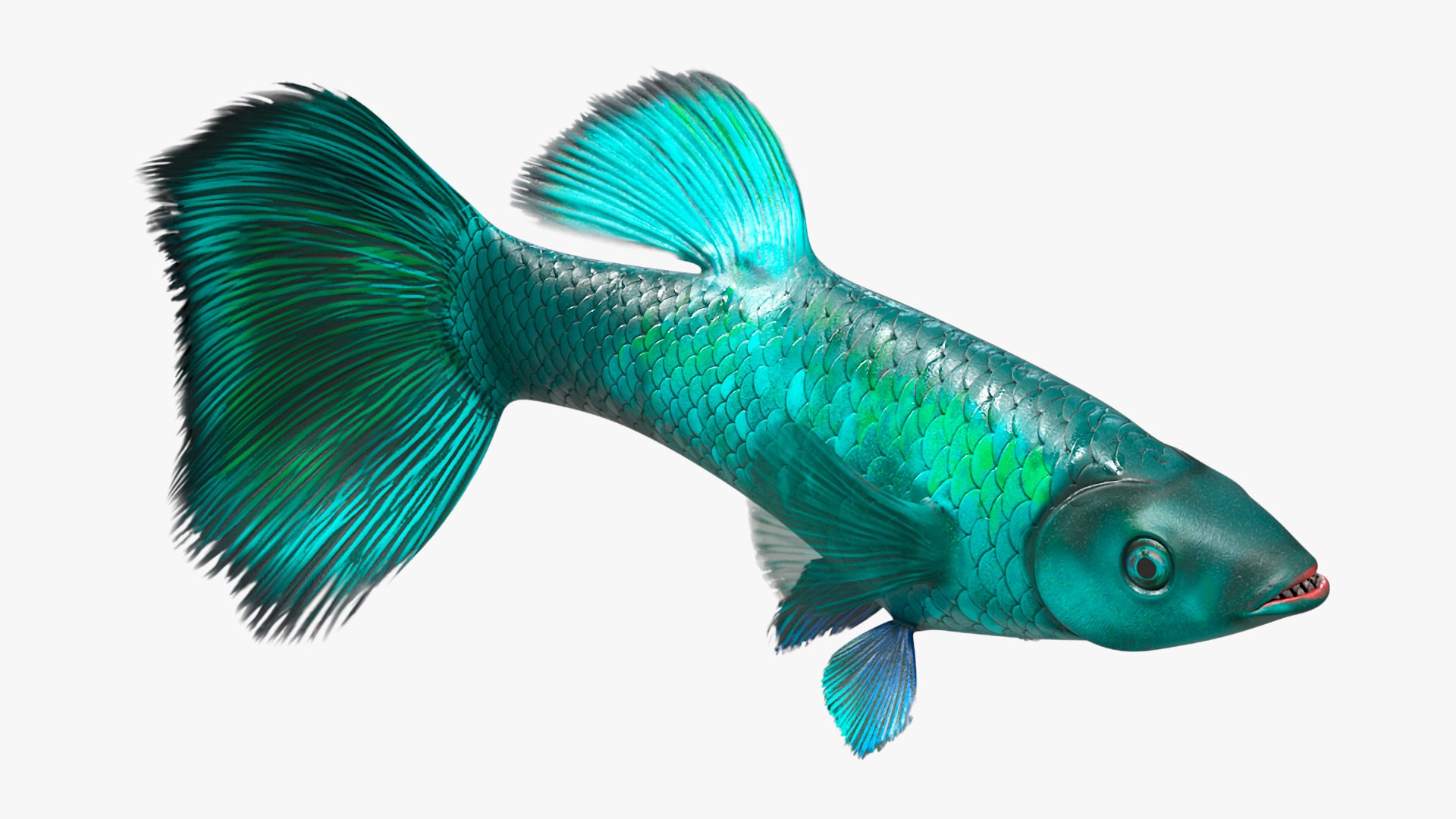 Guppy Fish Malachite Rigged 3D model preview