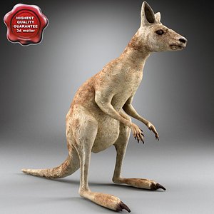 3d kangaroo modelled model