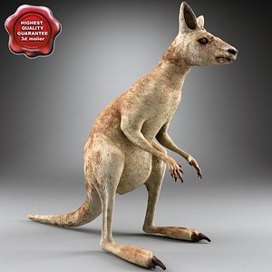 Kangaroo
