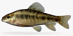 Erimyzon sucetta  Lake Chubsucker