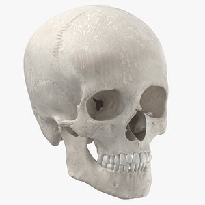 real human woman skull 3D model