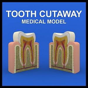 Tooth Cutaway