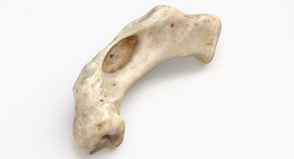 modelo 3d Domestic Dog Hyoid Apparatus Basihyoid Bone 01 - TurboSquid ...
