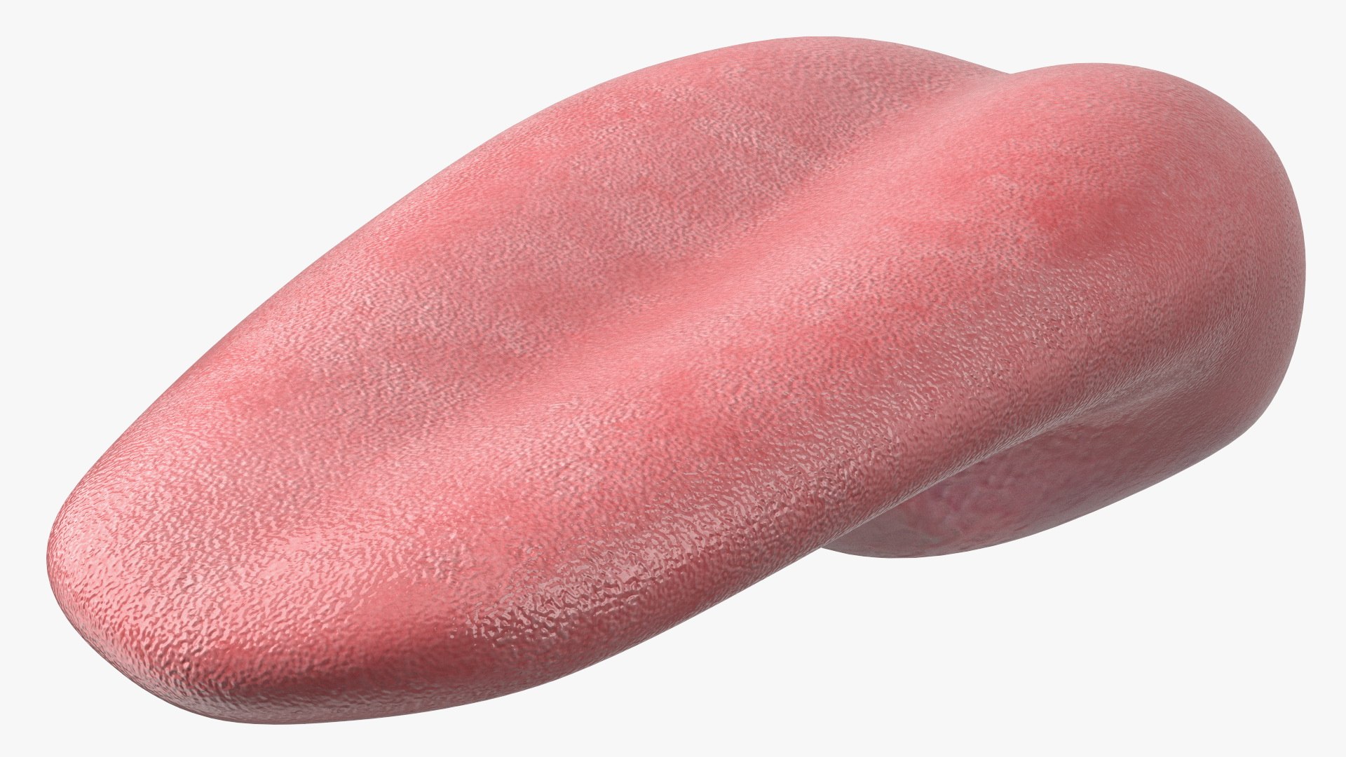 Human Tongue Rigged 3D model preview