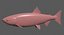 Chum salmon female