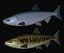 Chum salmon female