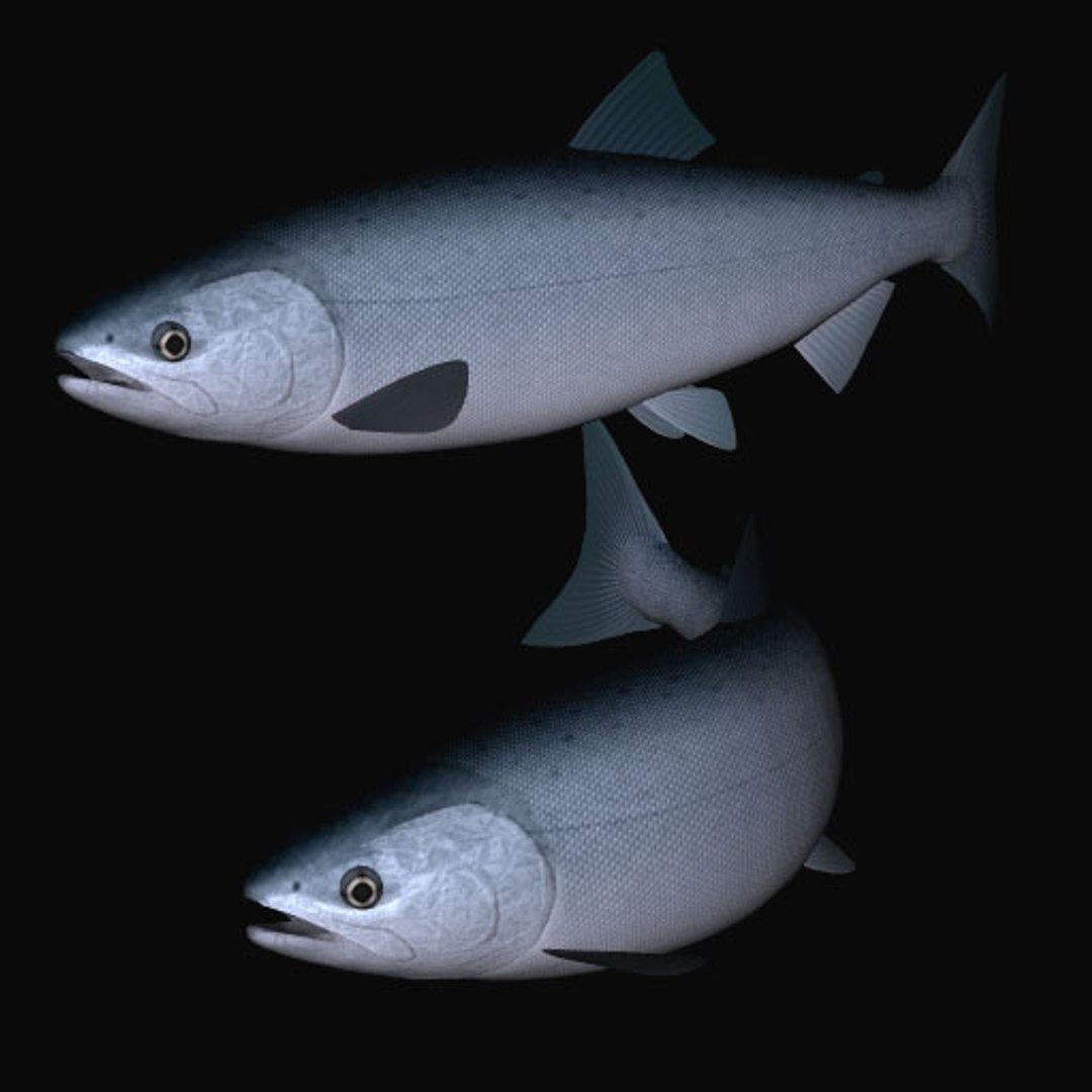 swimming sirozake 3ds https://p.turbosquid.com/ts-thumb/8b/wrK9II/cw0jUVrN/sirozakefc/jpg/1604124502/1920x1080/fit_q87/f41c38c306f4a489038e090ff9c30fba1f026a77/sirozakefc.jpg