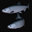 Chum salmon female