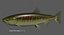 Chum salmon female