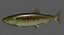 Chum salmon female