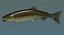 Chum salmon female