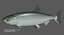 Chum salmon female