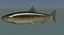 Chum salmon female