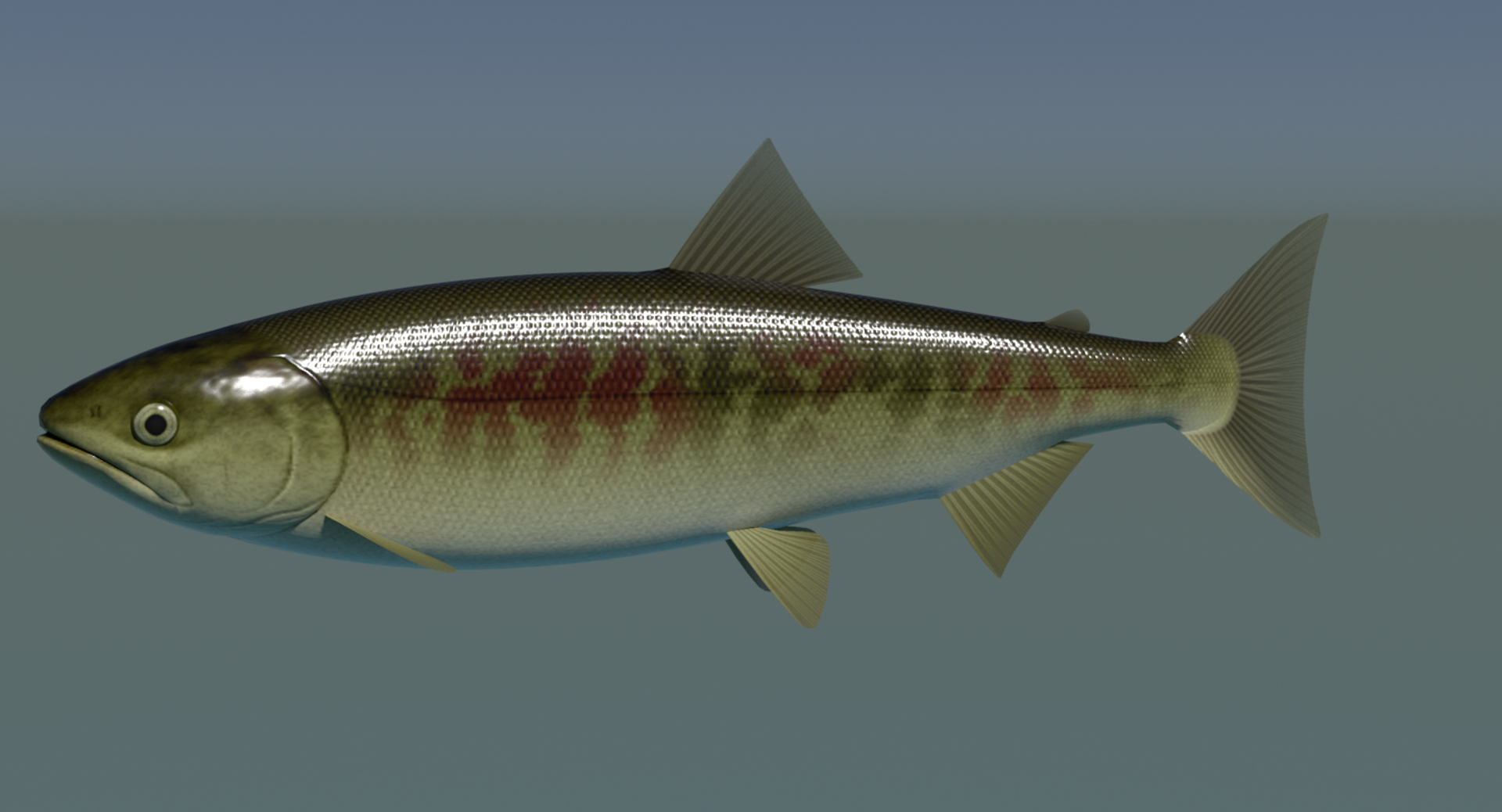 swimming sirozake 3ds https://p.turbosquid.com/ts-thumb/8b/wrK9II/pVKsX1CZ/turntable/png/1604124383/1920x1080/turn_fit_q99/ad03c9741df176189cb6669ec07ce4b5d803264e/turntable-1.jpg