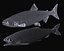 Chum salmon female