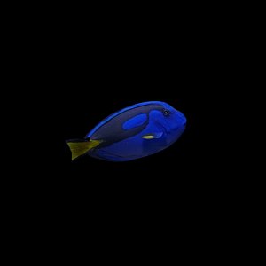blue tang 3d 3ds