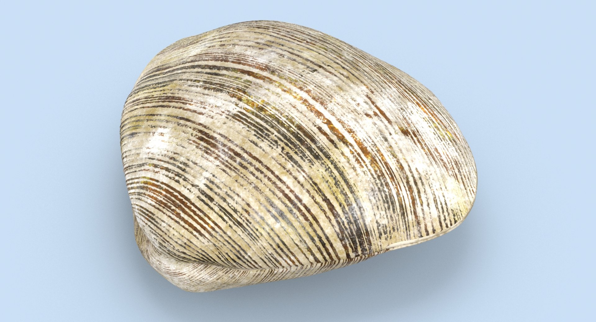 3D Clam---clam-02 - TurboSquid 1156144