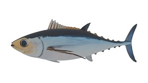 3D Albacore Tuna Low-poly 3D model