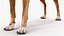Boxer Hund Tiger Farbig
