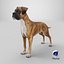 Boxer Hund Tiger Farbig