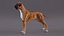Boxer Hund Tiger Farbig