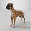 Boxer Hund Tiger Farbig