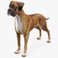 Boxer Dog Tiger Colored