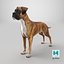 Boxer Hund Tiger Farbig