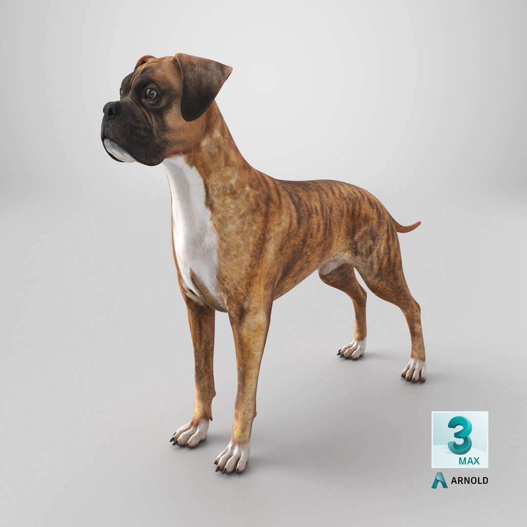 3D Boxer Dog Tiger Colored model https://p.turbosquid.com/ts-thumb/8c/Ki3LlD/xq/stemcell_max_arnold_render/png/1723617803/1920x1080/fit_q87/a8eeccdda4679bd163d7e64b2ff03fb719740765/stemcell_max_arnold_render.jpg