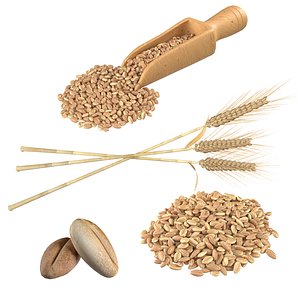 Wheat spike grain scoop and pile model