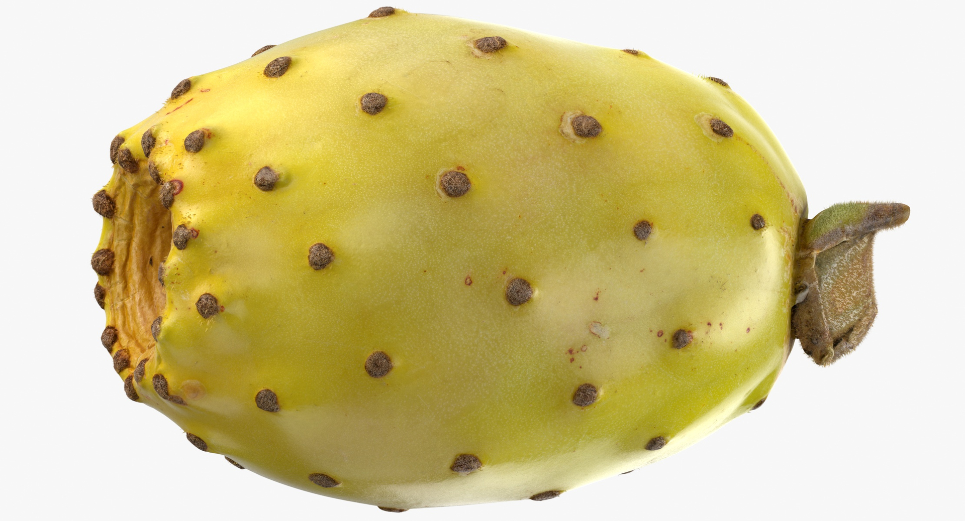 Cactus Figs Collection 02 - 3 models 3D model https://p.turbosquid.com/ts-thumb/8c/aPkB9q/2O/0000/jpg/1580378445/1920x1080/turn_fit_q99/769eb771434967bf3de9b81f42b9356edc4e5eef/0000-1.jpg