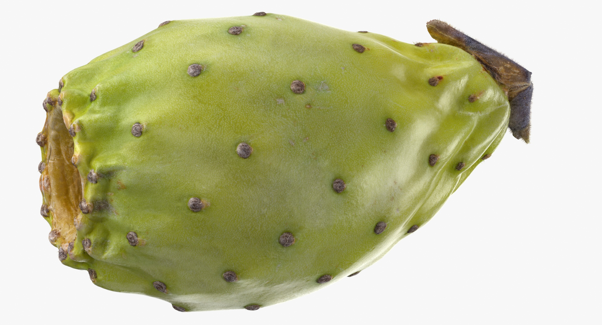 Cactus Figs Collection 02 - 3 models 3D model https://p.turbosquid.com/ts-thumb/8c/aPkB9q/jL/0000/jpg/1580378371/1920x1080/turn_fit_q99/de8073143e3b52b8c0bcf95550297f162d54970a/0000-1.jpg