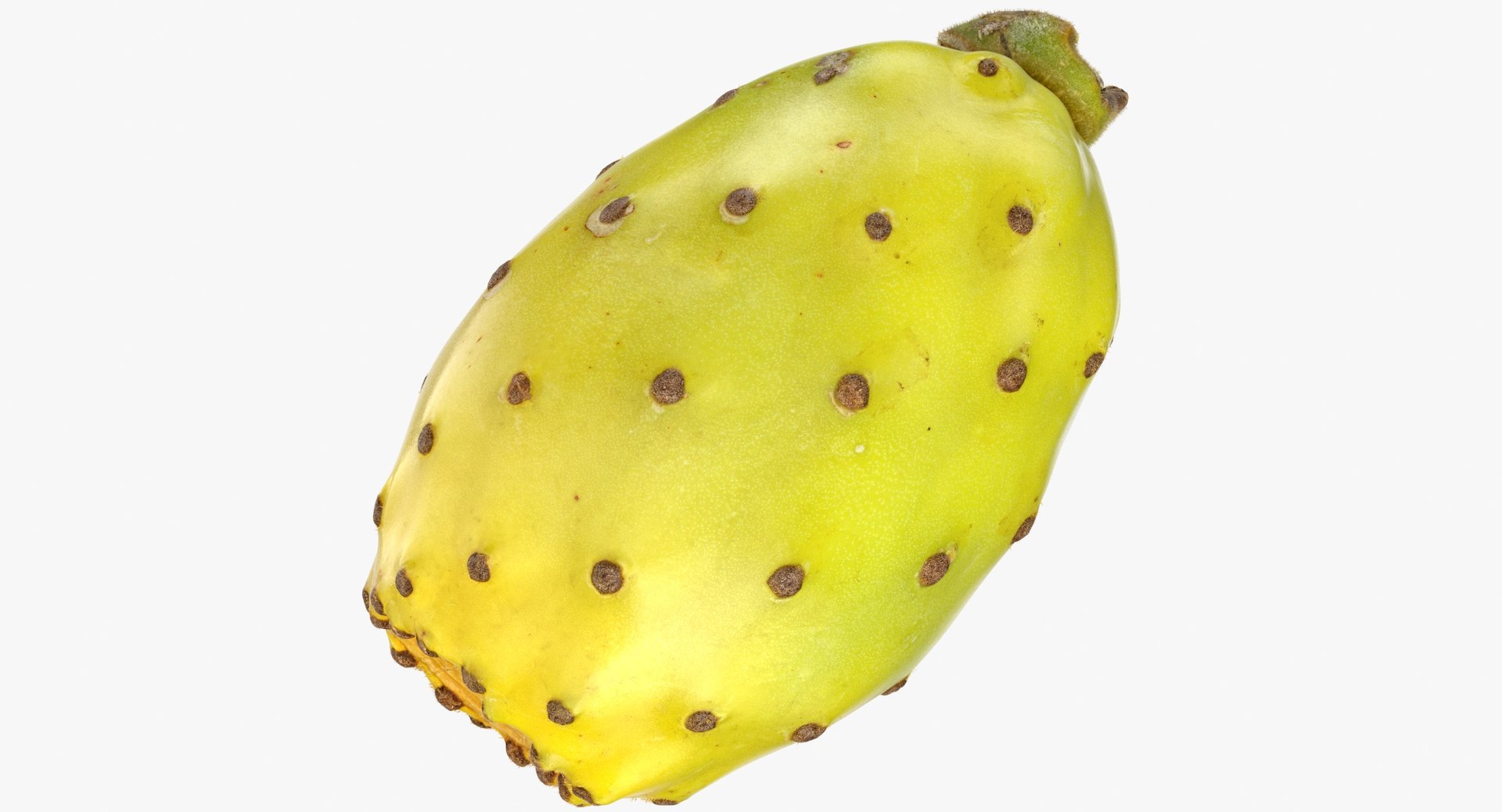 Cactus Figs Collection 02 - 3 models 3D model https://p.turbosquid.com/ts-thumb/8c/aPkB9q/pO/cactus_fig_02_thumbnail_0001/jpg/1633082634/1920x1080/fit_q87/24a7b32a34280ef8d19cc26f22ba2556bf411aeb/cactus_fig_02_thumbnail_0001.jpg