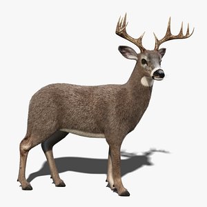 White Tailed Deer 2 Fur Rigged