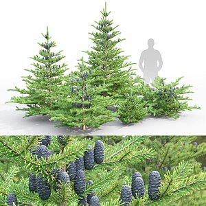 Abies koreana 011