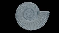 Ammonoid shell with intercalary ribs