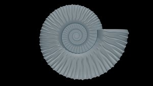 Ammonoid shell with intercalary ribs