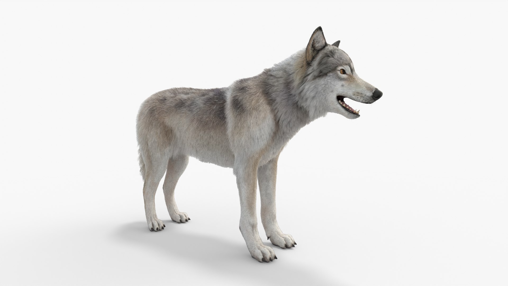 Gray Wolf 3D model https://p.turbosquid.com/ts-thumb/8c/lCRPtr/pu/img_4/jpg/1709061218/1920x1080/fit_q87/32935b97bf0f8a23ffe7ef400fd6558713830370/img_4.jpg