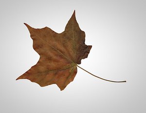 autumn leaf 3D